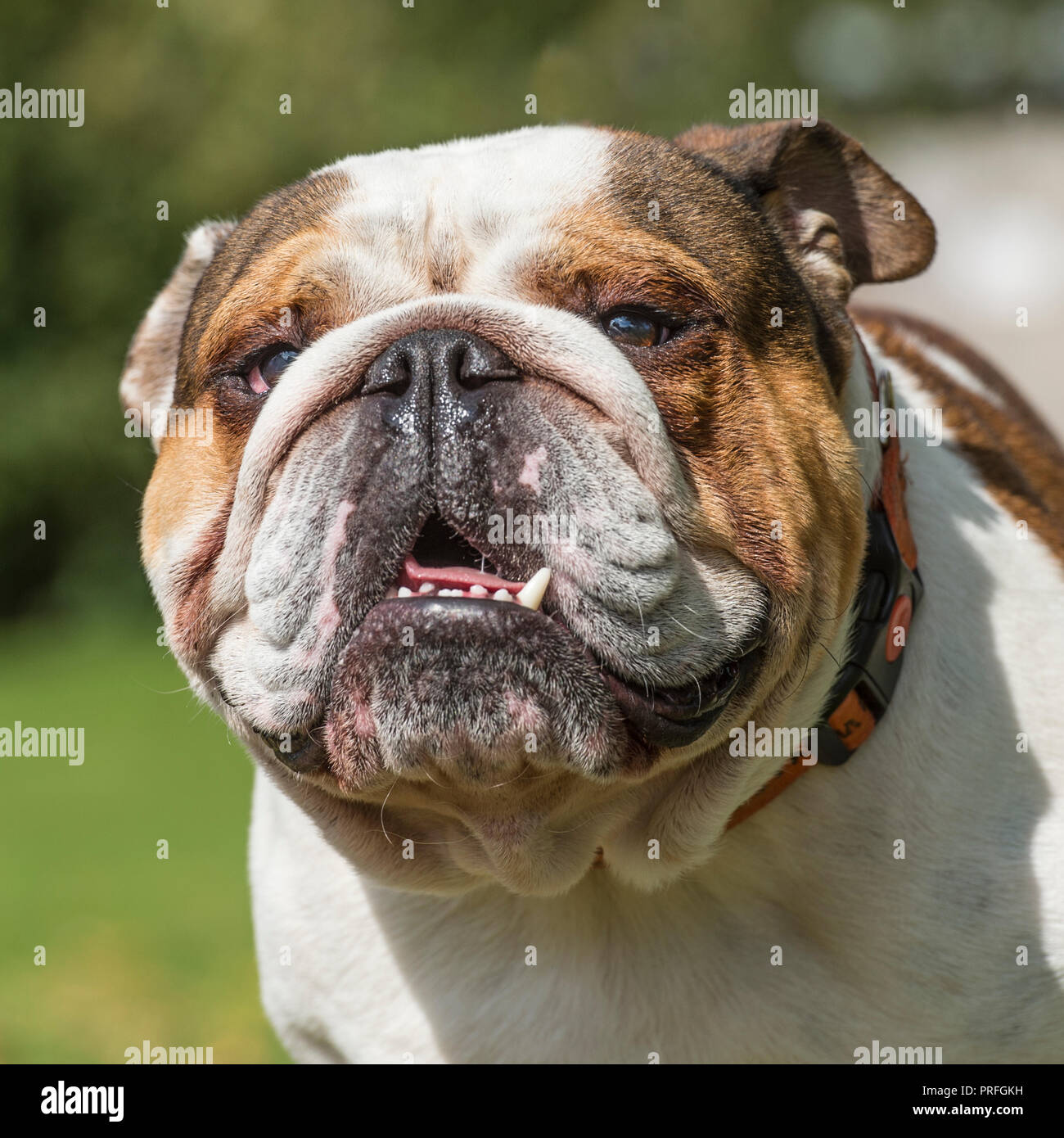 bulldog Stock Photo