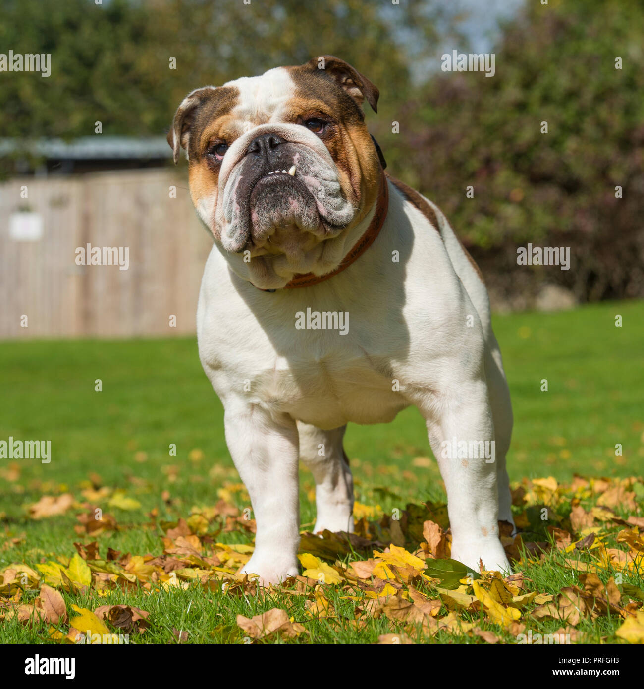 bulldog Stock Photo