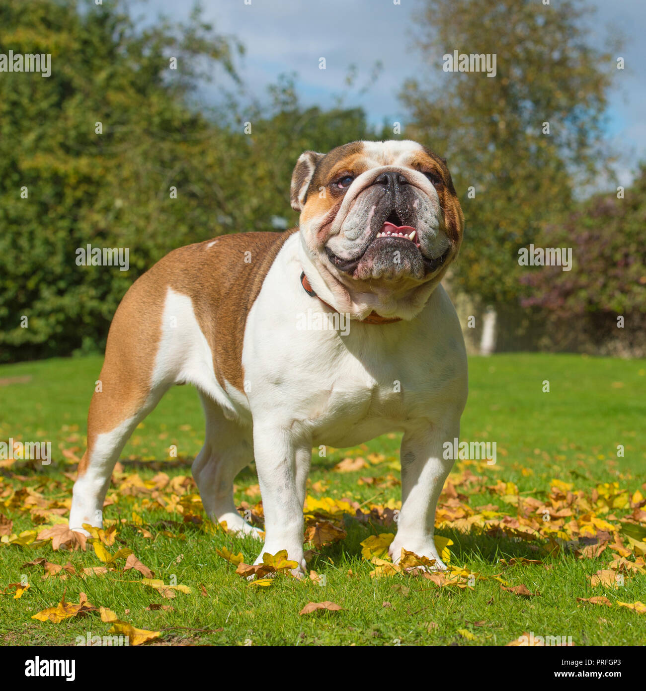 bulldog Stock Photo