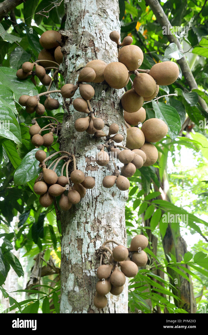 Kepel Fruit Stock Photo