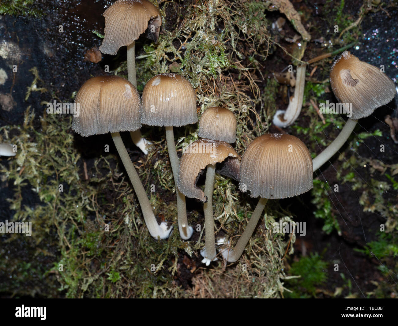 Group of inky cab Stock Photo