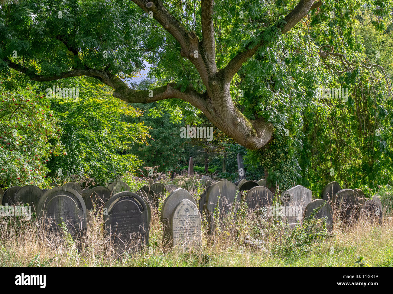 Scary tree in graveyard Stock Photo