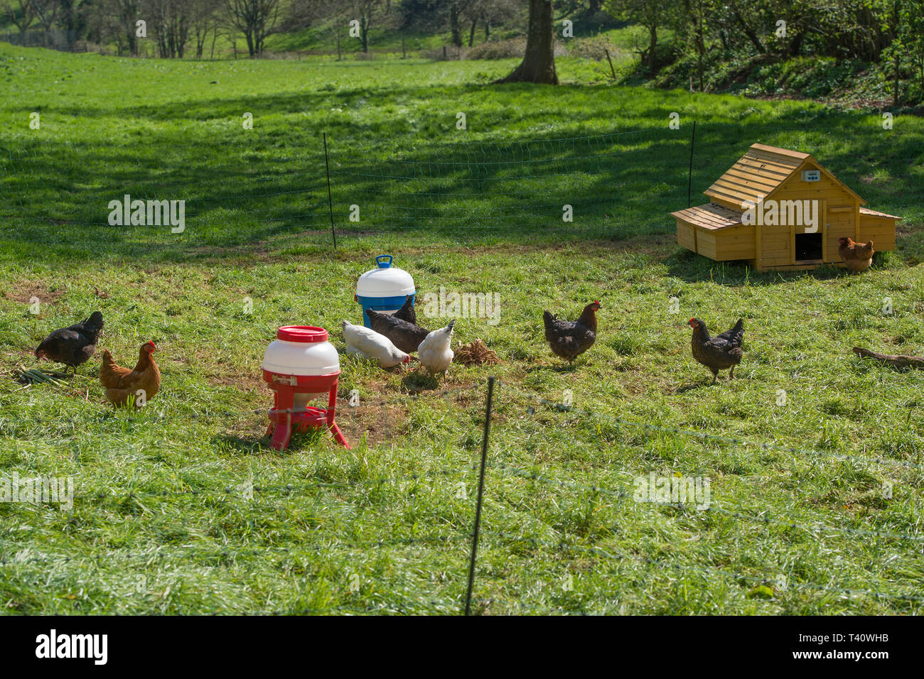 chicken run in garden Stock Photo