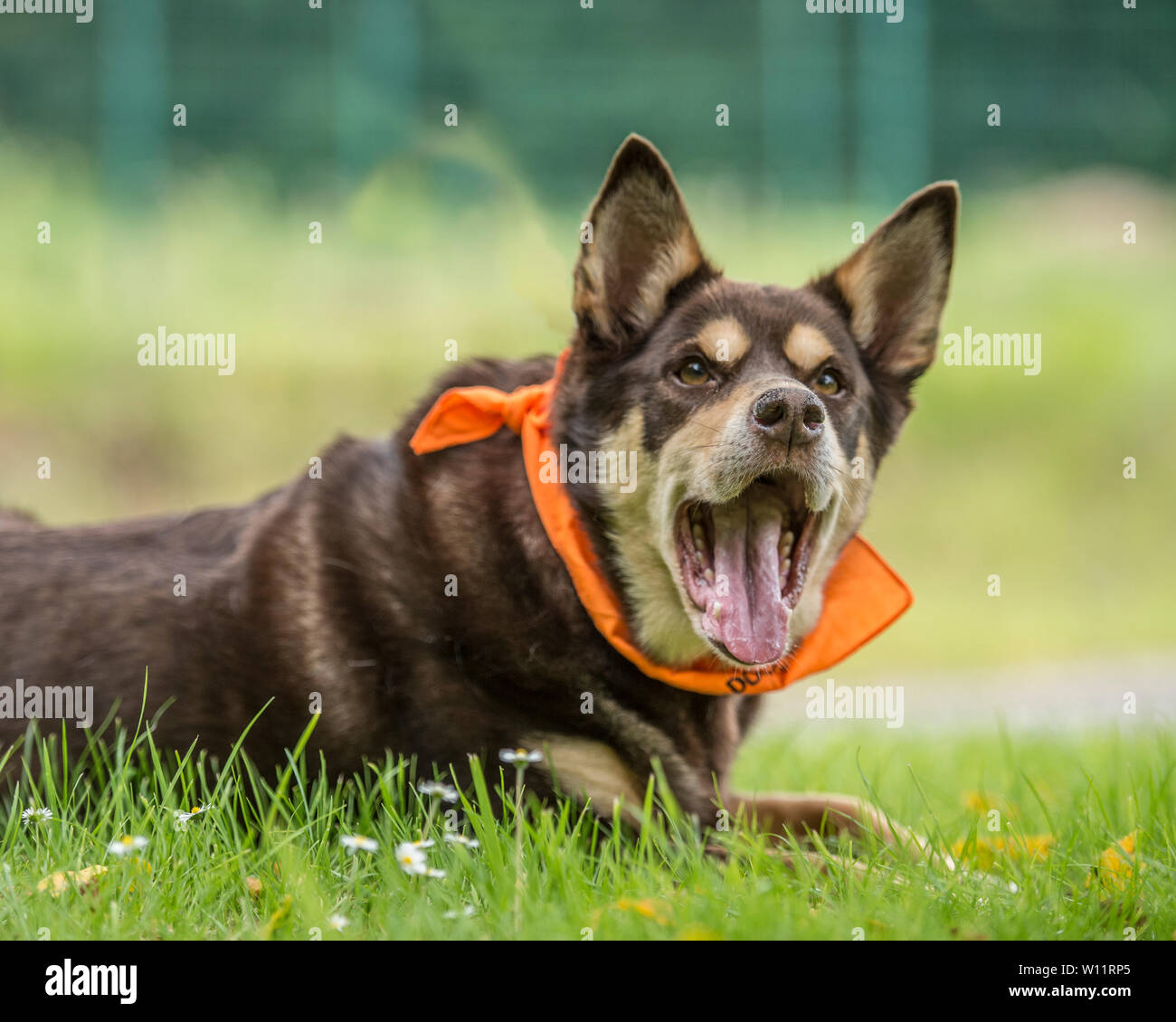 australian kelpie mouth open Stock Photo