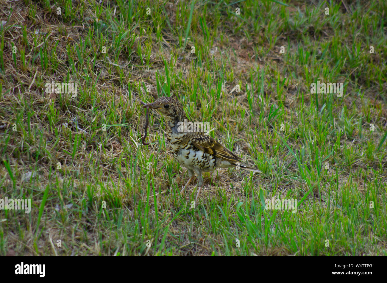 bug eating bird on the grass Stock Photo