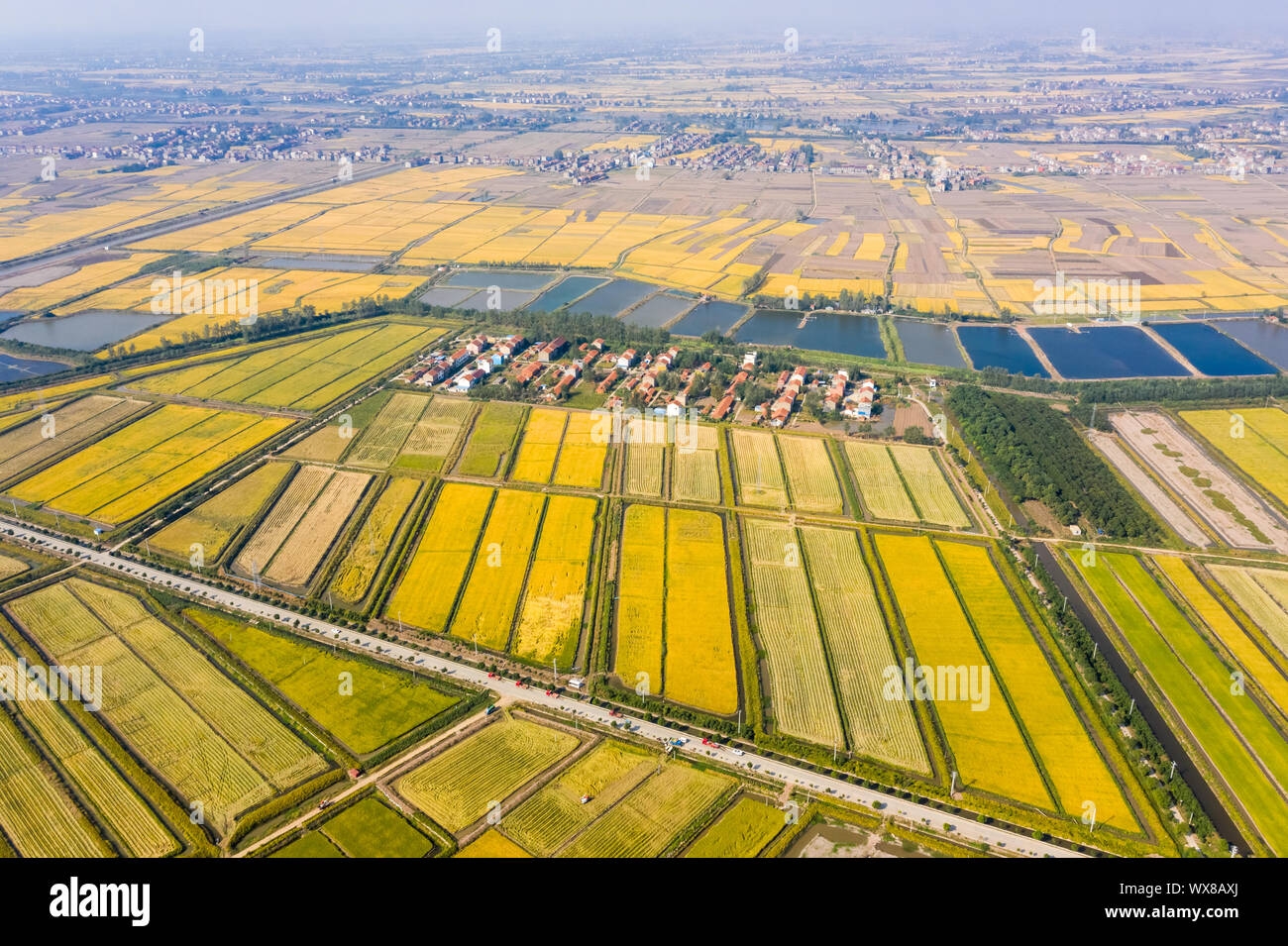 golden paddy field in autumn Stock Photo