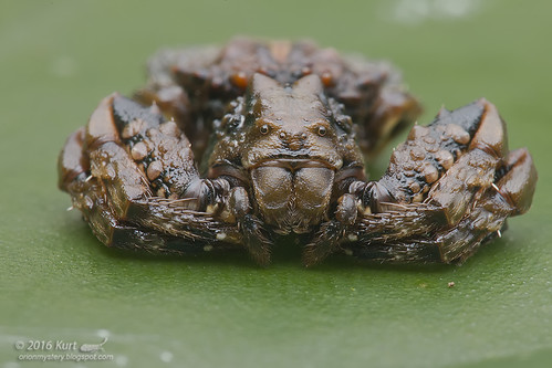 Phrynarachne sp._MG_0728 copy