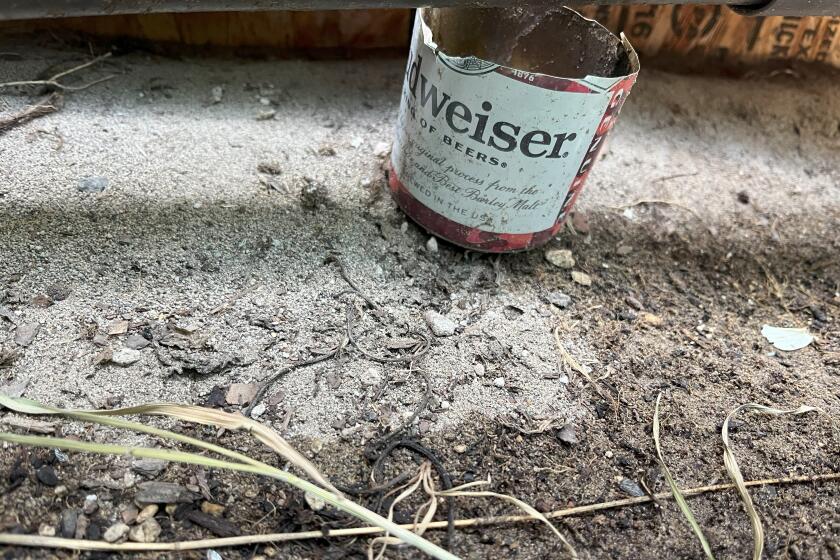 Charred remnants of illegal toxic pesticides burned in a California cannabis grow.