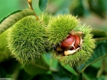 chestnuts