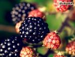 blackberry fruit