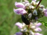 bug on the flower