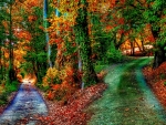 Autumn road