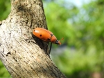 Beetle On A Tree Trunk