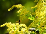 Insects On Goldenrod