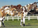 Rare Colored Horses