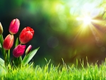 Tulips on grass