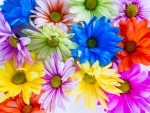 Vibrant Colored Daisies