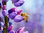 Bee collects nectar on a flower