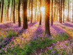 Woodland bluebell forest in spring