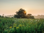 Meadow at Sunrise