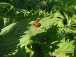 Ladybug on Leaf