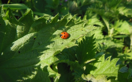 Ladybug on Leaf - leaves, ladybug, nature, green