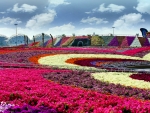 Rainbow Colored Oasis 45 Species of Flowers