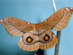 Emperor Gum Moth