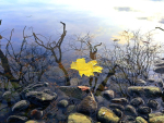 Leaf in Water