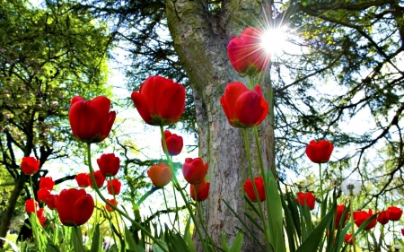 Sun Shining on the Red Tulips - red, tulips, shining, trees, nature, sun