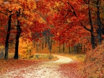 Beautiful autumn