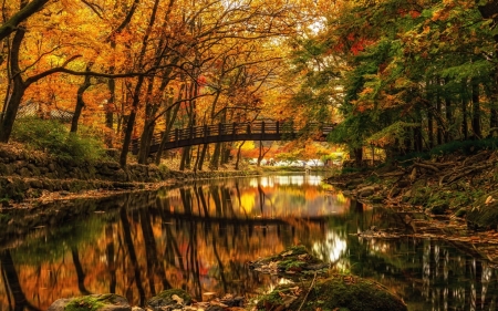 Autumn dream - mazing, mirror, bridge, plants, forests, river, picture, photography, maroon, red, cool, reflections, landscape, awesome, photo, yellow, colors, beautiful, dreams, brown, view, image, leaf, nature, autumn, paisage, moss, water, wood, trunks, nice, splendor, trees, reflex, green