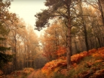 Foggy morning in the autumn forest