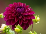 Dahlia