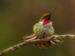 Close Up Hummingbirds