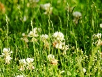 Bee On Clover