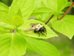 Bee On A Leaf