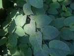 Green Leafs in Summer Morning