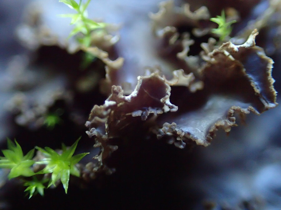 Peltigera pacifica