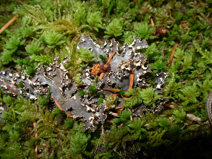 Peltigera pacifica