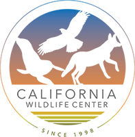 California Wildlife Center