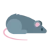 Rat