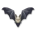 Chauve-souris