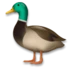 Canard