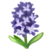 Hyacinth