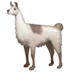 Llama