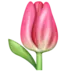 Tulip