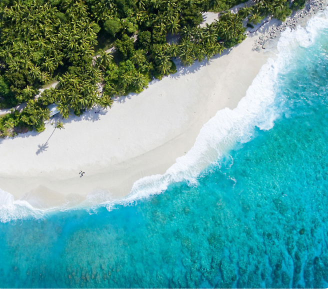 A beach with trees and blue water