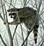 raccoon