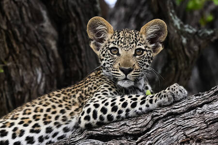 Leopard cub